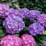Гортензия ГАМБУРГ крупнолистная в Жлобине