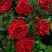 Роза РЕД ИНТУИШН чайно-гибридная в Жлобине