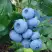 Голубика ТОРО в Жлобине