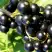 Смородина чёрная ДЕЛИКАТЕСНАЯ в Жлобине
