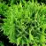 Туя ДАНИКА западная в Жлобине