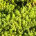 Очиток (седум) ЙЕЛЛОУ КВИН едкий в Жлобине