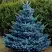 Ель МАДЖЕСТИК БЛЮ колючая в Жлобине