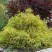 Кипарисовик ГОЛДЕН МОП горохоплодный в Жлобине