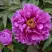 Пион ЛИЛОВАЯ ФАНТАЗИЯ древовидный в Жлобине