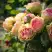 Роза ПИТАХАЙЯ чайно-гибридная в Жлобине