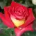 Роза ФРЕНДШИП чайно-гибридная в Жлобине