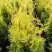Туя ГОЛДЕН БРАБАНТ западная в Жлобине