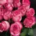 Роза КАРУСЕЛЬ чайно-гибридная в Жлобине