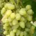 Виноград ЗАРНИЦА в Жлобине