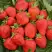 Клубника САН АНДРЕАС ремонтантная в Жлобине