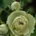 Роза ГРИН ДАЙМОНД миниатюрная в Жлобине