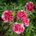 Пион РЕД ВИЗ ПИНК древовидный в Жлобине