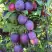 Слива БЛЮ СВИТ колонновидная в Жлобине