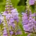 Физостегия РОЗЕЯ виргинская в Жлобине