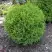 Туя ХОЗЕРИ западная в Жлобине