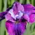 Ирис СИ Я ЛЕЙТЕР сибирский в Жлобине