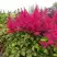 Астильба САННИ ДЕЙ гибридная в Жлобине
