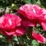 Роза ВИЕН РОУЗ чайно-гибридная в Жлобине