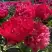 Пион БЕЛГРАВИЯ травянистый в Жлобине