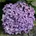 Гортензия АИША крупнолистная  в Жлобине