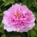Пион ПРОЗРАЧНАЯ РОСА древовидный в Жлобине