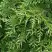 Туя СМАРАГД ВАРИЕГАТА западная в Жлобине
