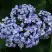 Гортензия АИША крупнолистная  в Жлобине
