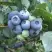 Голубика БЛЮЭТТА в Жлобине