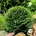 Туя ДАНИКА западная в Жлобине