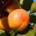 Абрикос СПАДЧЫНА в Жлобине