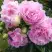 Пион ДИННЕР ПЛЕЙТ травянистый в Жлобине