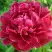 Пион КИТАЙСКИЙ ШЕЛК травянистый в Жлобине