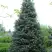 Пихта белая в Жлобине