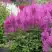 Астильба АМЕТИСТ Арендса в Жлобине