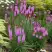 Лиатрис РОЗЕА колосковая в Жлобине