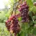 Виноград КИШМИШ ЗАПОРОЖСКИЙ в Жлобине