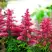 Астильба ЮНИК КАРМИН гибридная в Жлобине