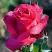 Роза ВИЕН РОУЗ чайно-гибридная в Жлобине