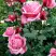 Роза ЭЙФЕЛЕВА БАШНЯ чайно-гибридная в Жлобине