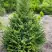Ель КОМПАКТА обыкновенная в Жлобине