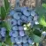 Голубика НОРТЛАНД в Жлобине