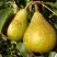 Груша ГЕНЕРАЛ ЛЕКЛЕРК в Жлобине