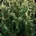 Туя ГОЛД ПЕРЛ западная в Жлобине