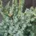 Можжевельник БЛЮ АЛЬПС китайский  в Жлобине