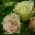 Роза ГРИН ДАЙМОНД миниатюрная в Жлобине