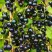 Смородина чёрная ИЗЮМНАЯ в Жлобине