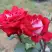 Роза АЛЬЯНС чайно-гибридная в Жлобине