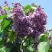 Сирень ВИОЛЕТТА в Жлобине
