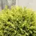 Туя ГОЛДЕН ГЛОБ западная в Жлобине